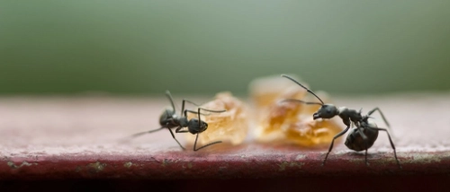 Trusted_Pest_Control_ants