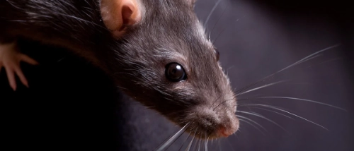 Trusted_Pest_Control_Bandicoot rat
                    