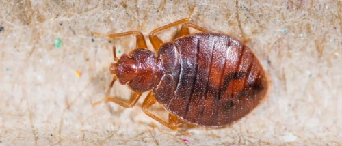  Trusted_Pest_Control_Bed Bugs
