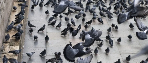 Trusted_Pest_Control_Birds
                    