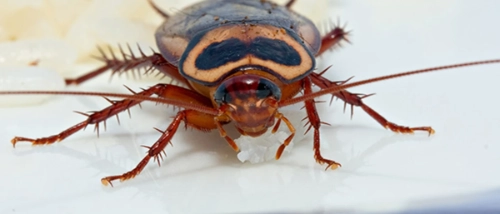  Trusted_Pest_Control_Cockroaches