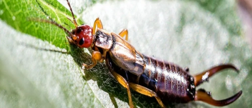 Trusted_Pest_Control_Crawling insects