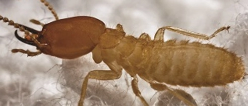 Trusted_Pest_Control_Fabric beetle
                    