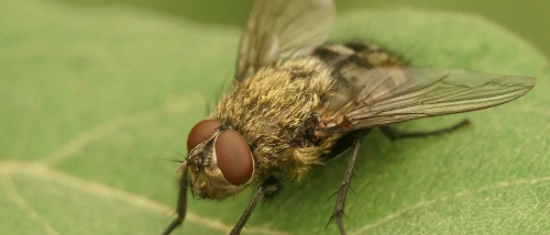 Trusted_Pest_Control_Flies