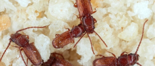 Trusted_Pest_Control_Grain beetles