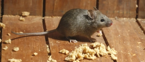 Trusted_Pest_Control_Mice