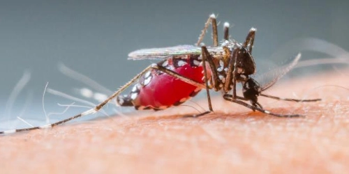  Trusted_Pest_Control_Mosquito Control