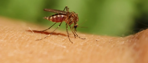 Trusted_Pest_Control_mosketue