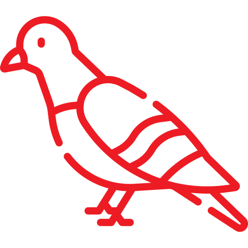 Trusted_Pest_Control_Pigeon