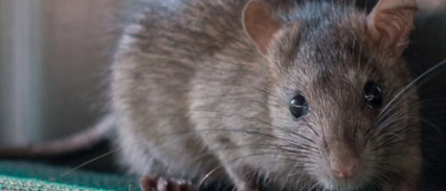 Trusted_Pest_Control_Rats
                    