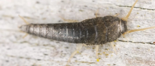 Trusted_Pest_Control_silver-fish