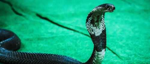 Trusted_Pest_Control_Snakes
                    