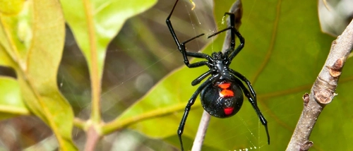 Trusted_Pest_Control_Spiders