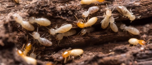  Trusted_Pest_Control_Termites