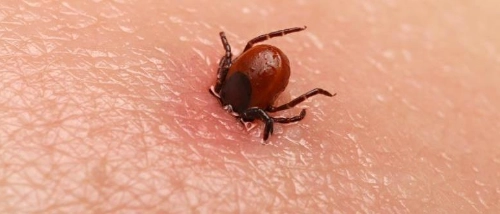Trusted_Pest_Control_Ticks