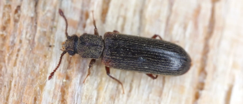 Trusted_Pest_Control_Wood borers
                    